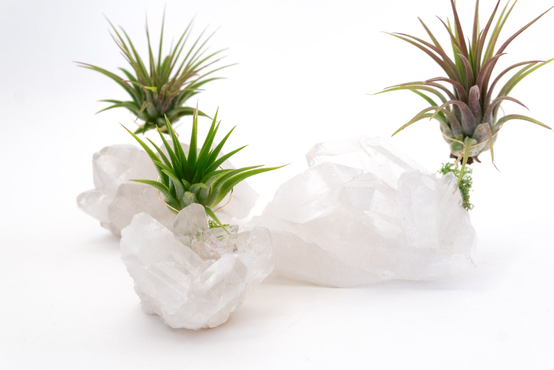 quartz air plant Crystal Quartz + Air Plant