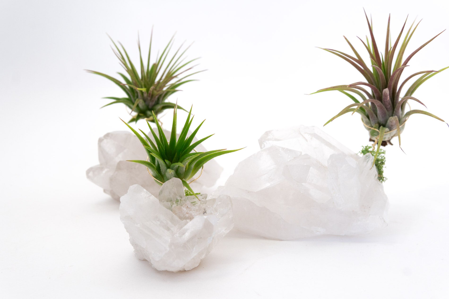 lucky air plant Crystal Quartz + Air Plant