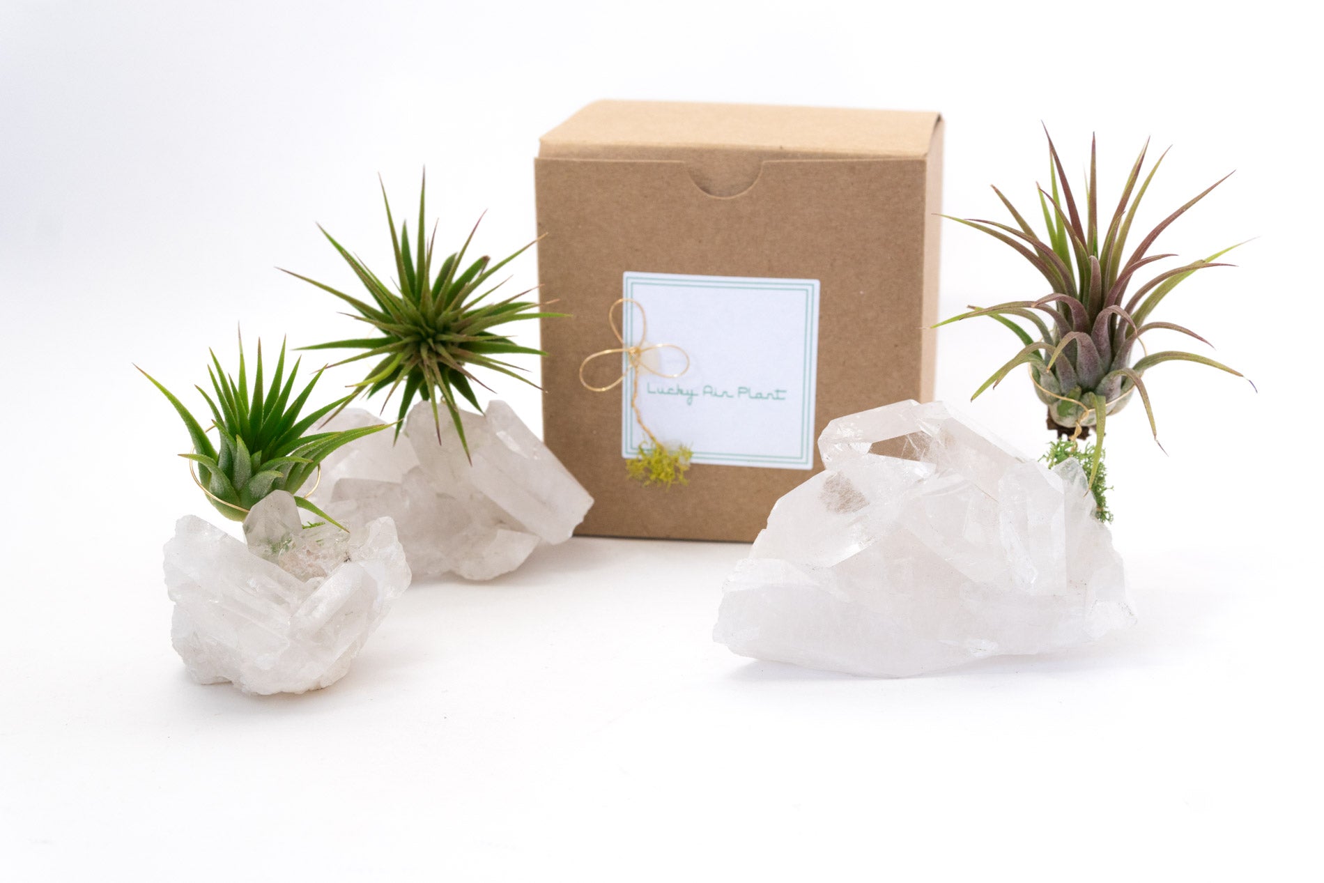 lucky air plant Crystal Quartz + Air Plant