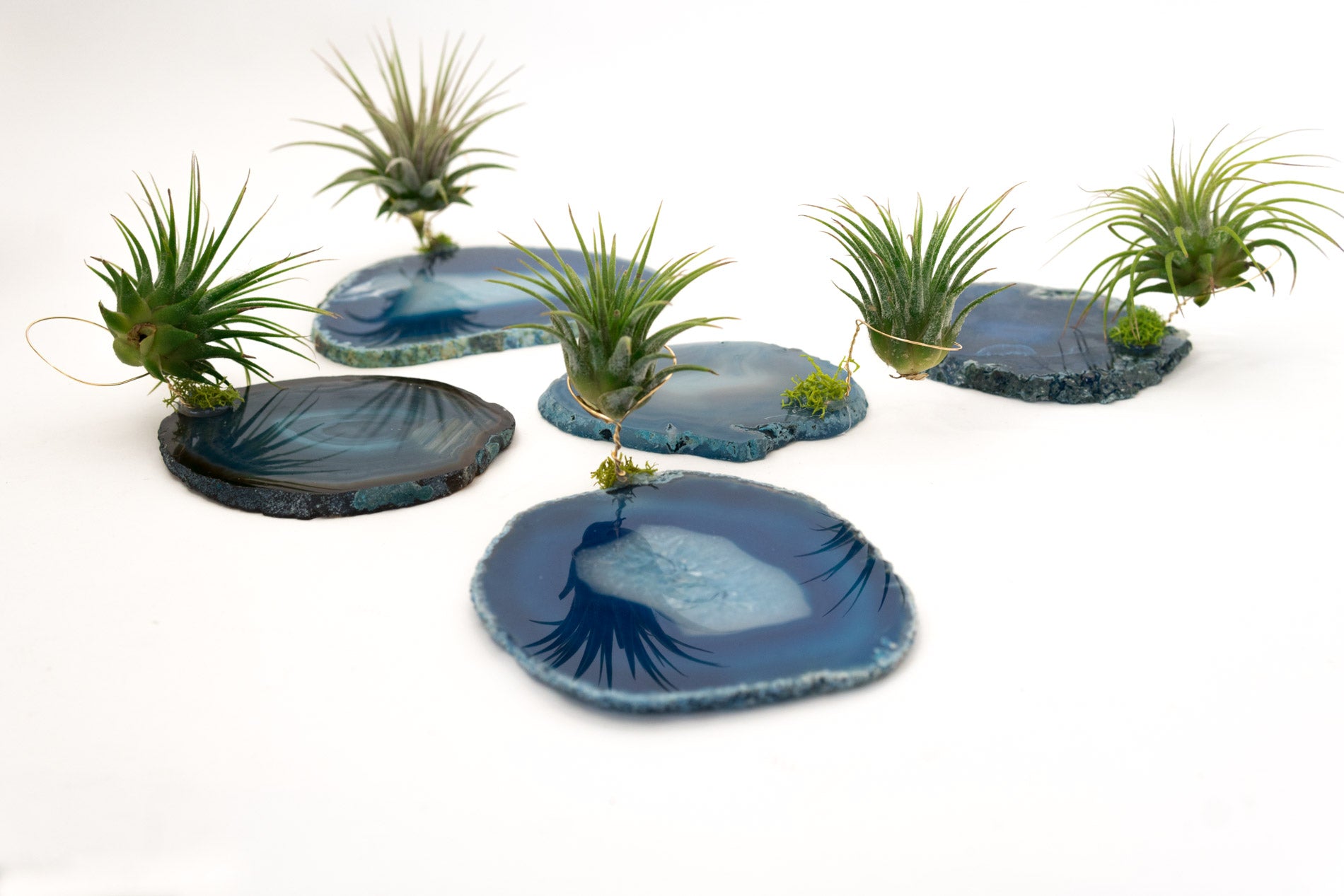 air plant geode Crystal Geode Slab + Air Plant