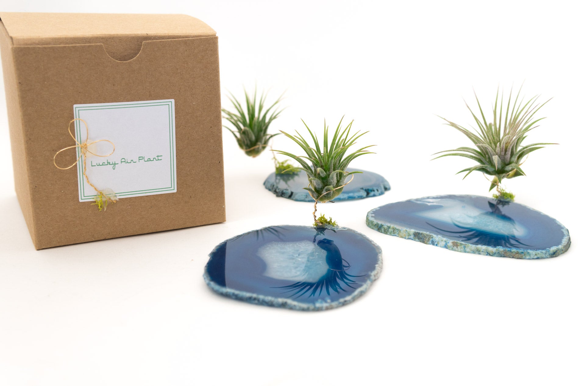 Crystal Geode Slab + Air Plant