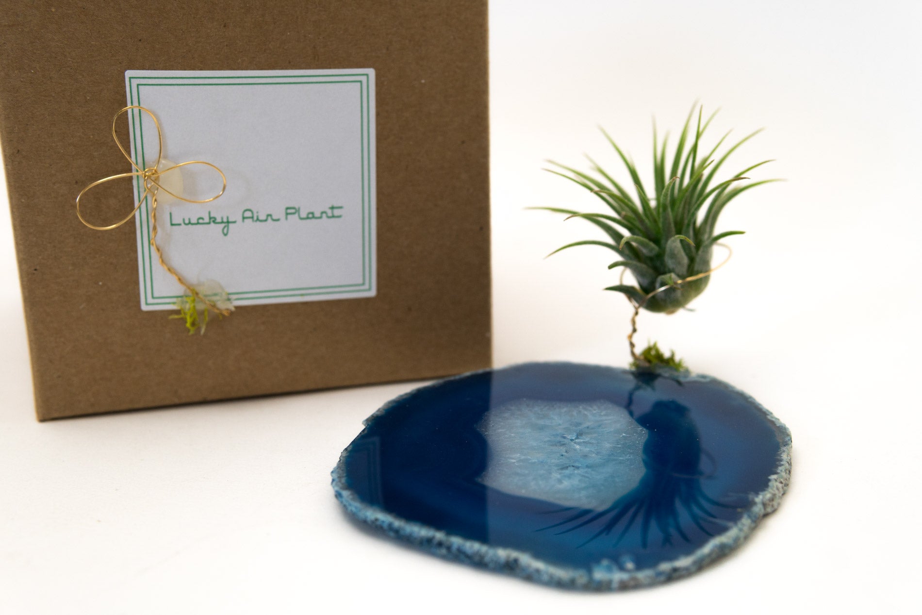 Crystal Geode Slab + Air Plant