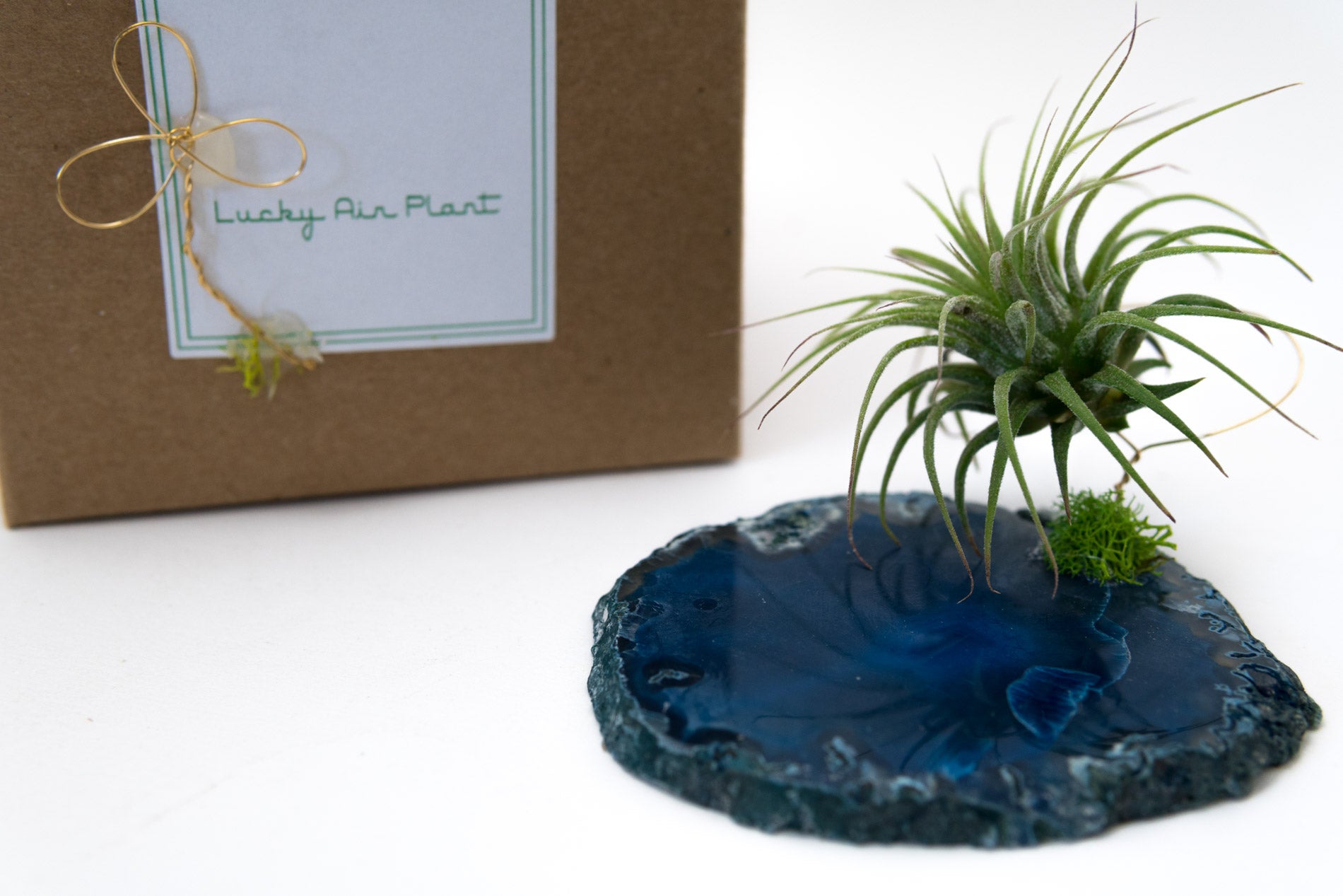 Crystal Geode Slab + Air Plant