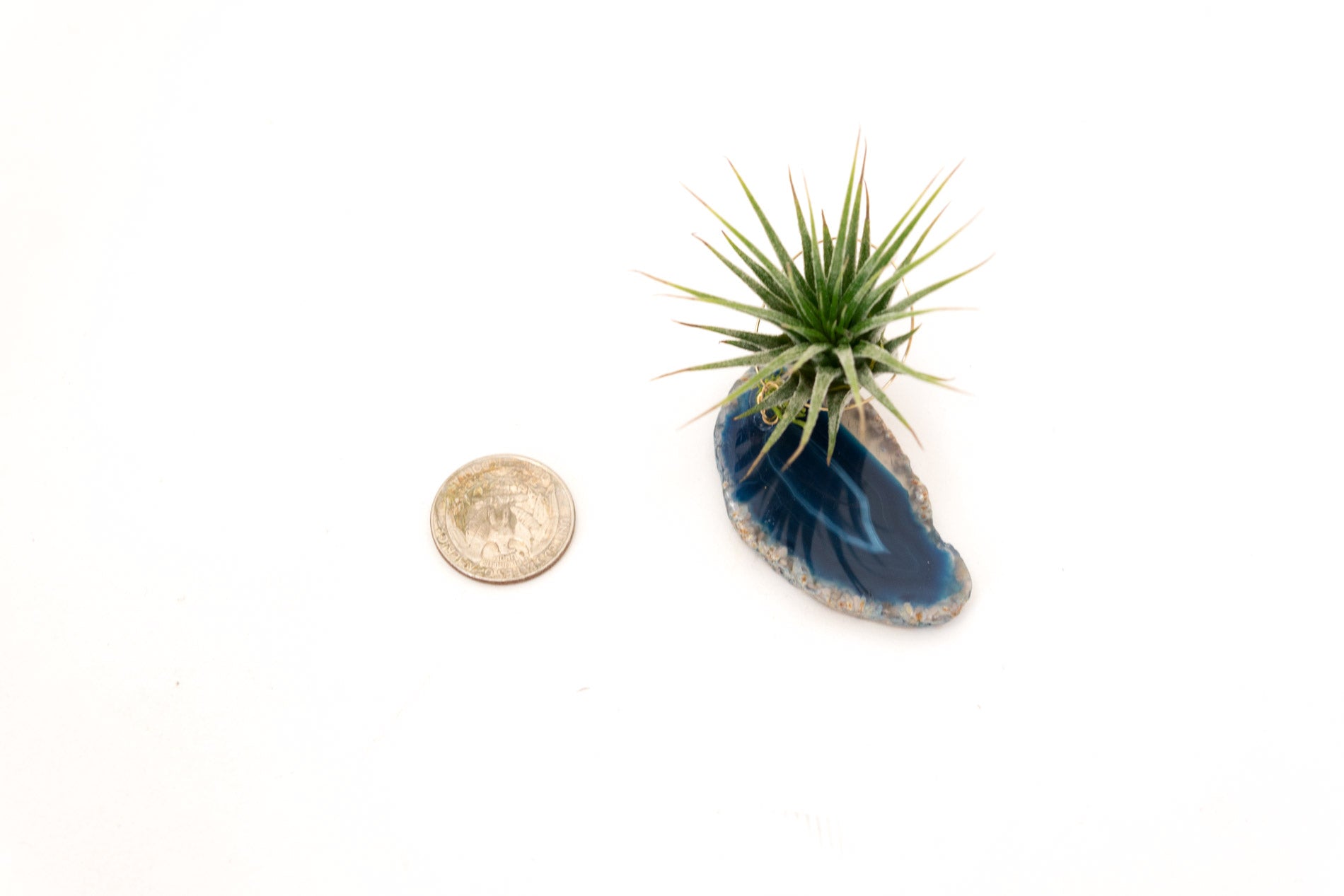 Crystal Geode Slab + Air Plant