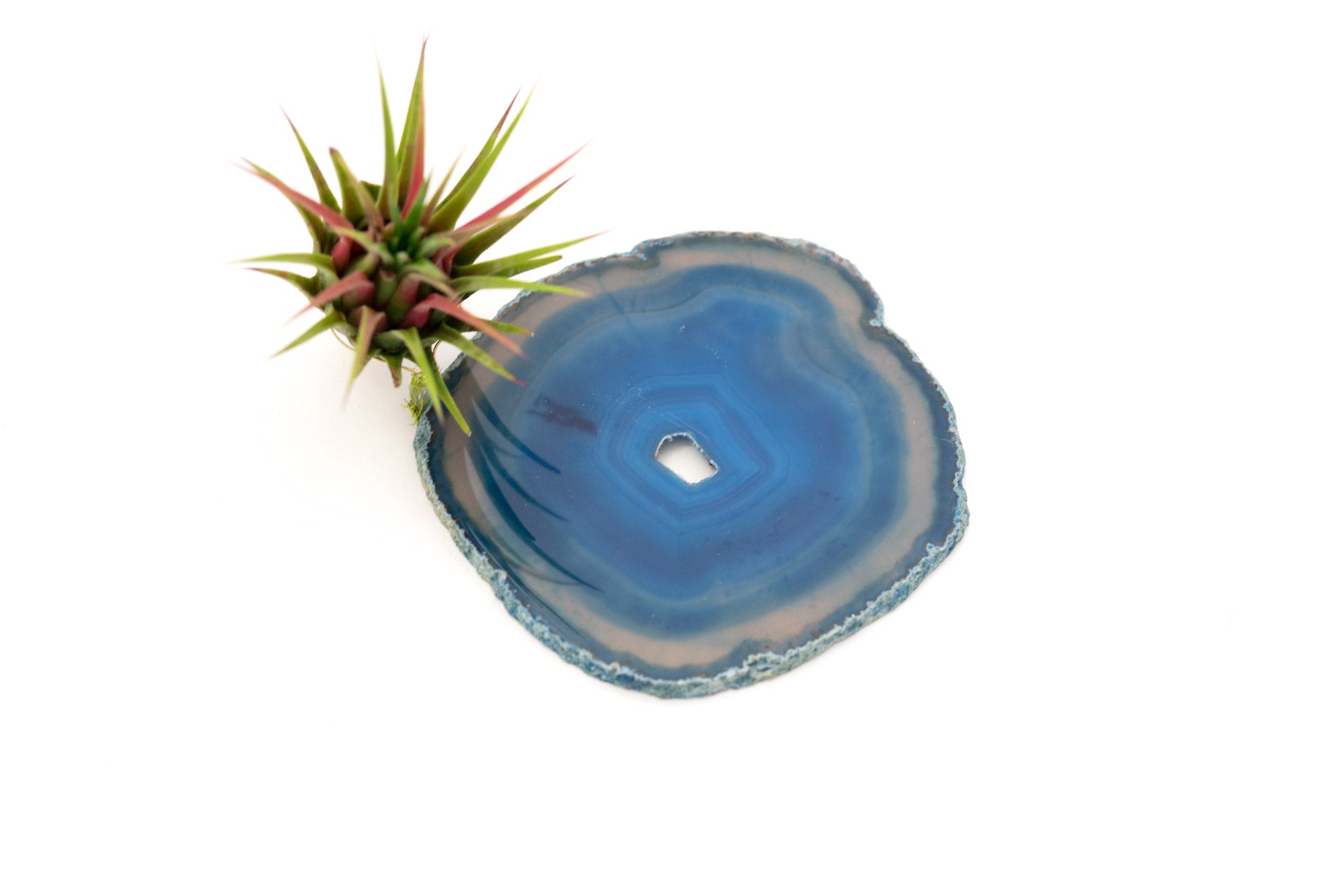 Crystal Geode Slab + Air Plant