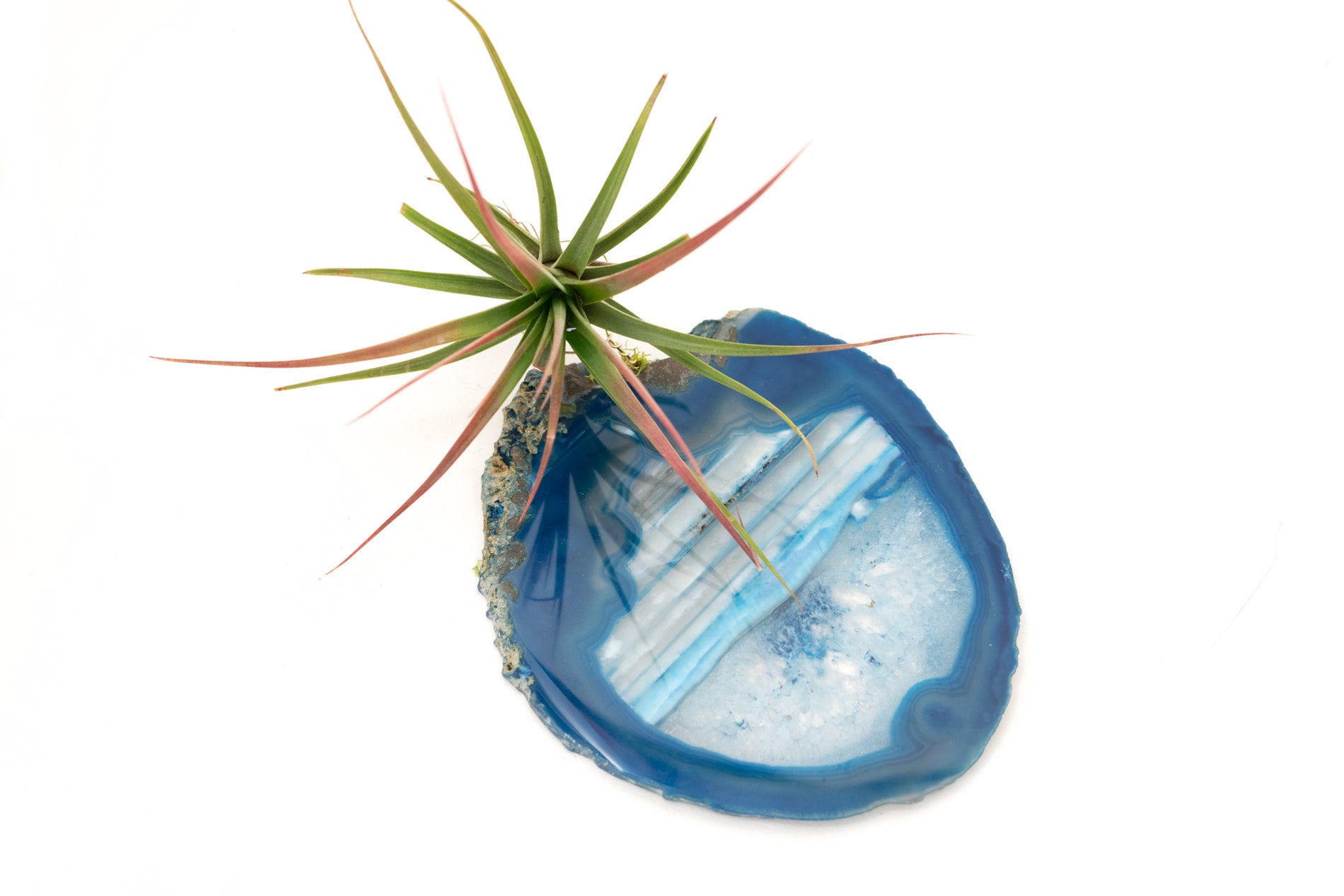 geode air plant holder Crystal Geode Slab + Air Plant