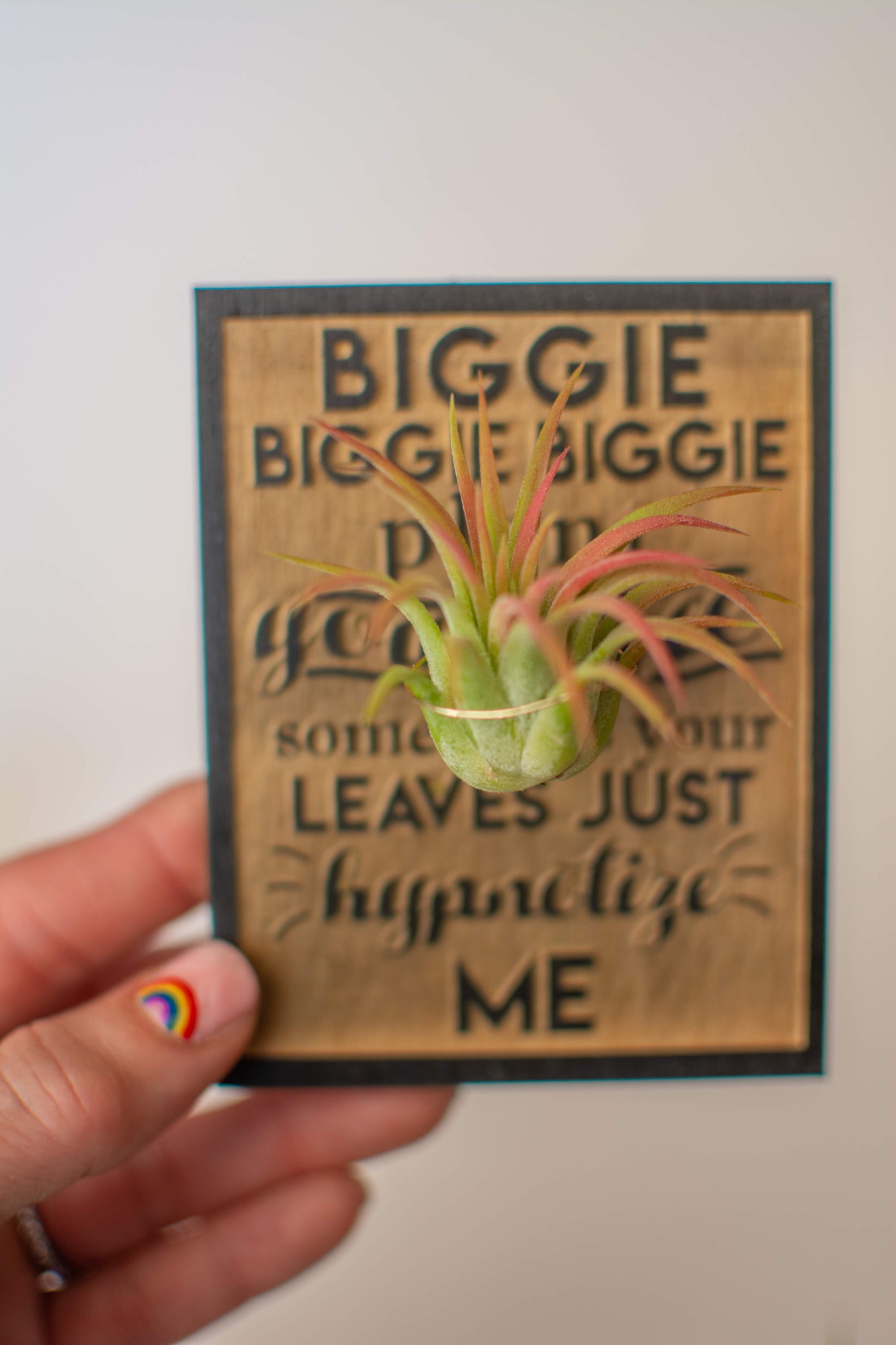 Fun Magnets + Air Plants