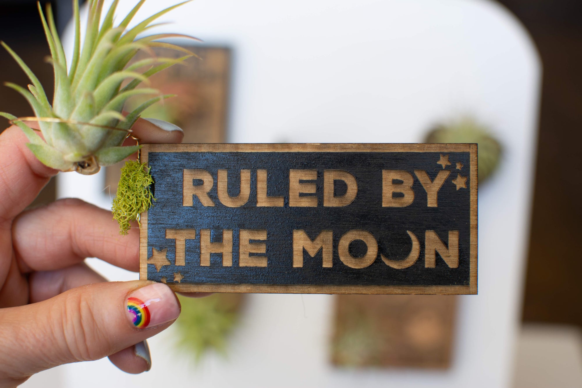 Fun Magnets + Air Plants