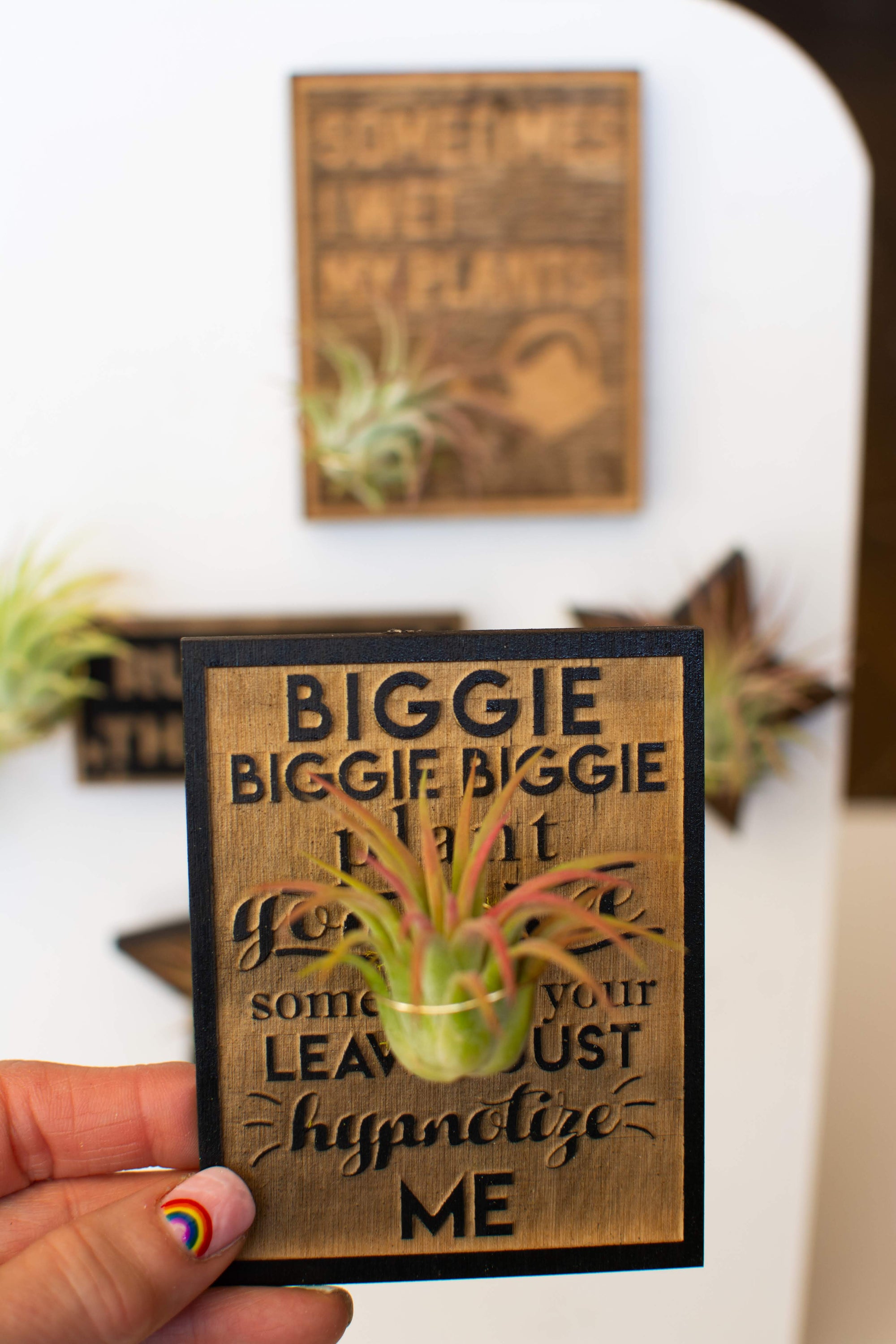 Fun Magnets + Air Plants