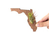 Florida Wooden State Cut Out Magnet  + Air Plant