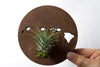 Hawaii State Wooden Cut Out Magnet  + Air Plant