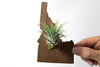 Idaho State Wooden Cut Out Magnet  + Air Plant
