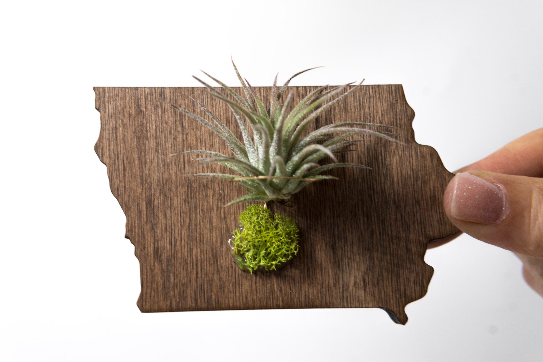 Iowa State Wooden Cut Out Magnet  + Air Plant