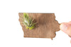 Iowa State Wooden Cut Out Magnet  + Air Plant