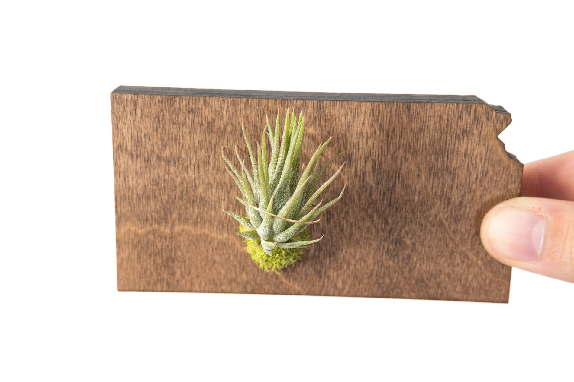 Kansas State Wooden Cut Out Magnet  + Air Plant