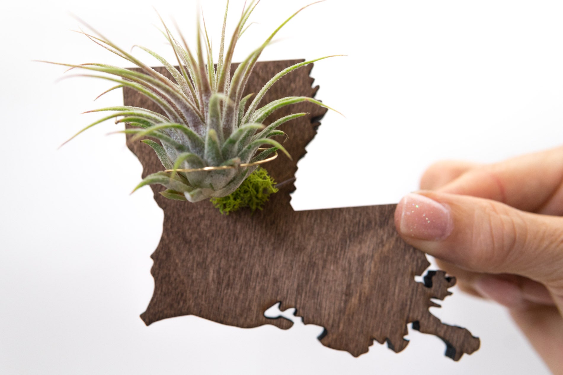 air plants new orleans Louisiana State Wooden Cut Out Magnet + Air Plant