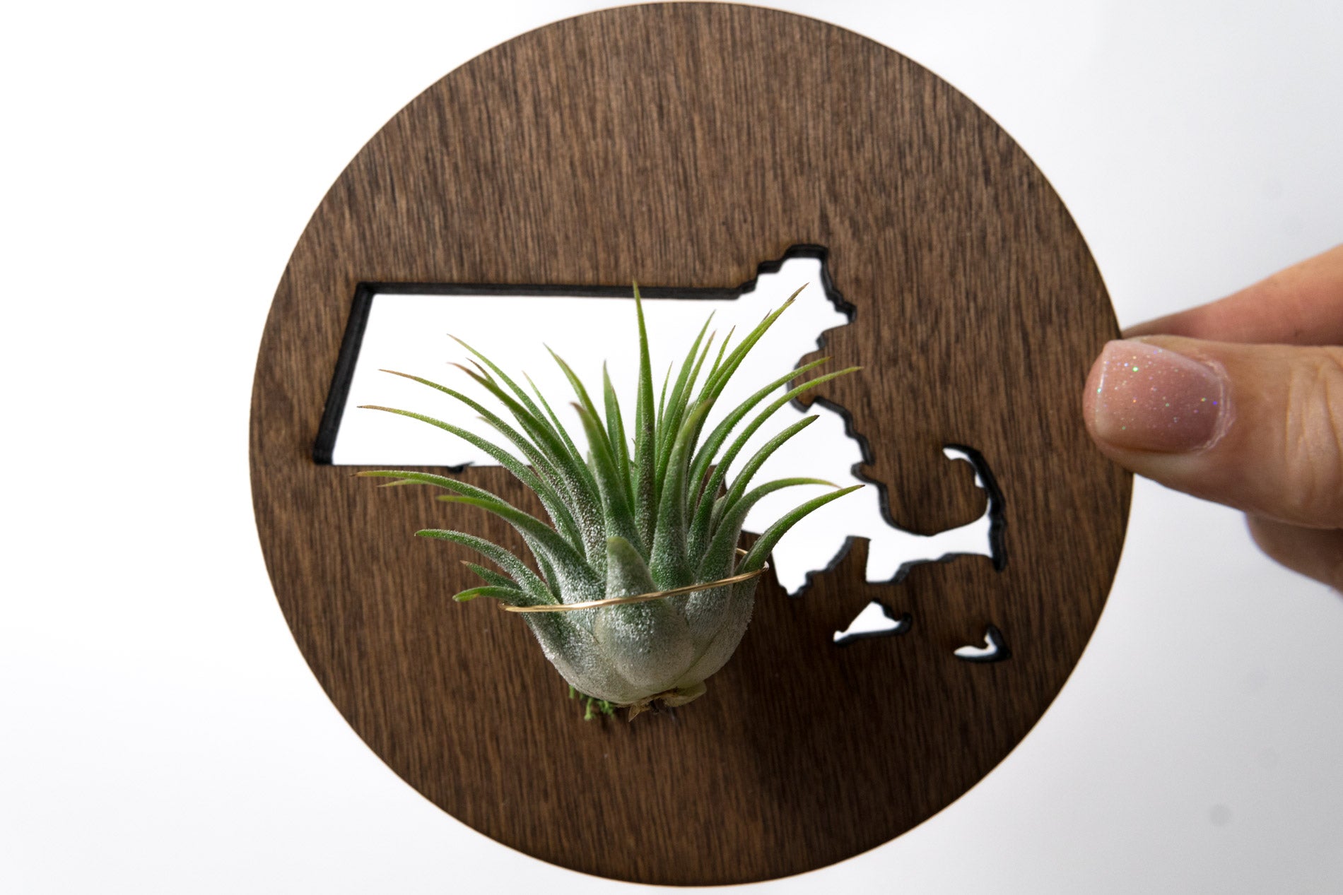Massachusetts State Wooden Cut Out Magnet  + Air Plant