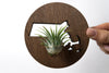 Massachusetts State Wooden Cut Out Magnet  + Air Plant