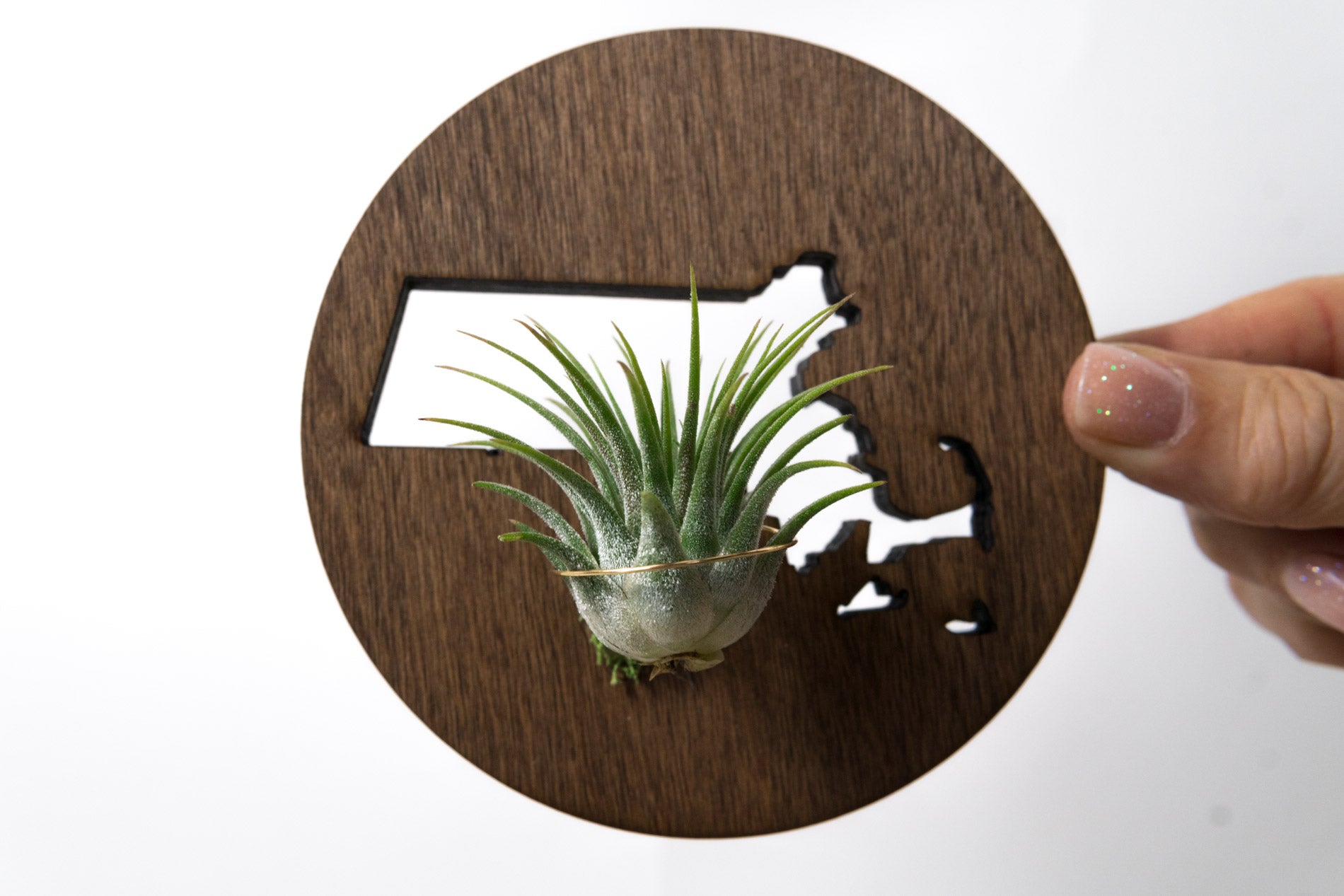 circle air plant magnet Massachusetts State Wooden Cut Out Magnet + Air Plant