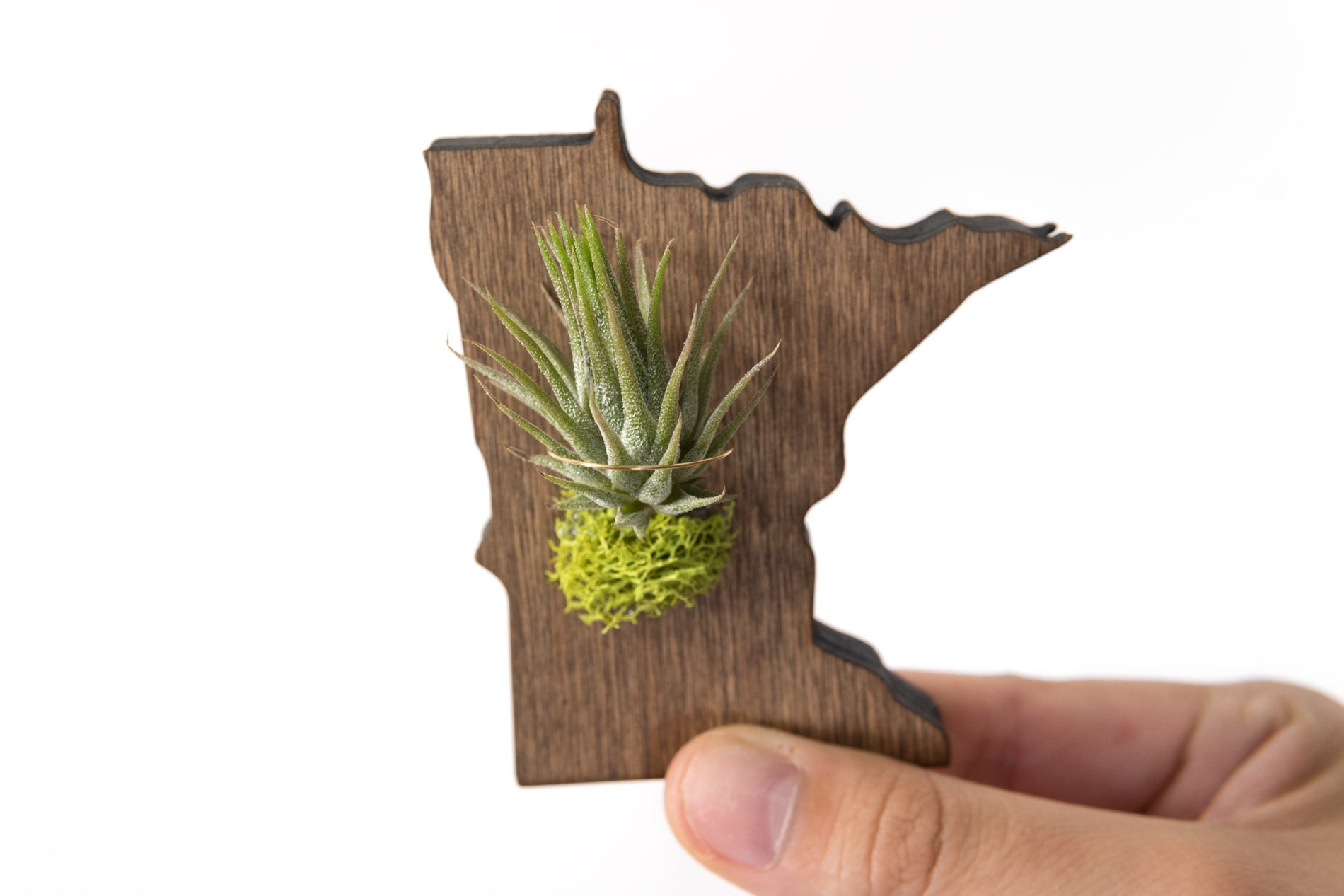 Minnesota State Wooden Cut Out Magnet  + Air Plant
