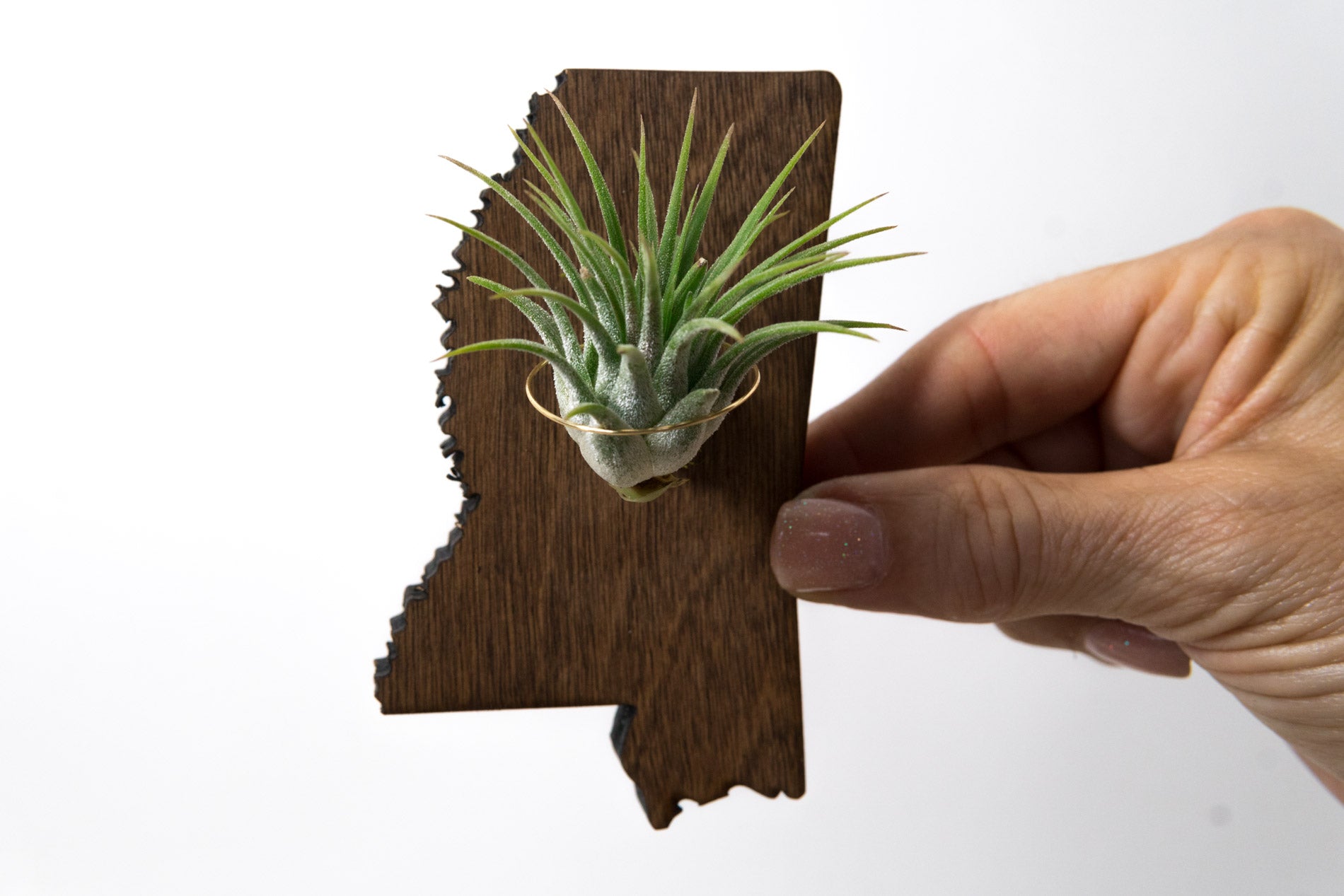 Mississippi State Wooden Cut Out Magnet  + Air Plant