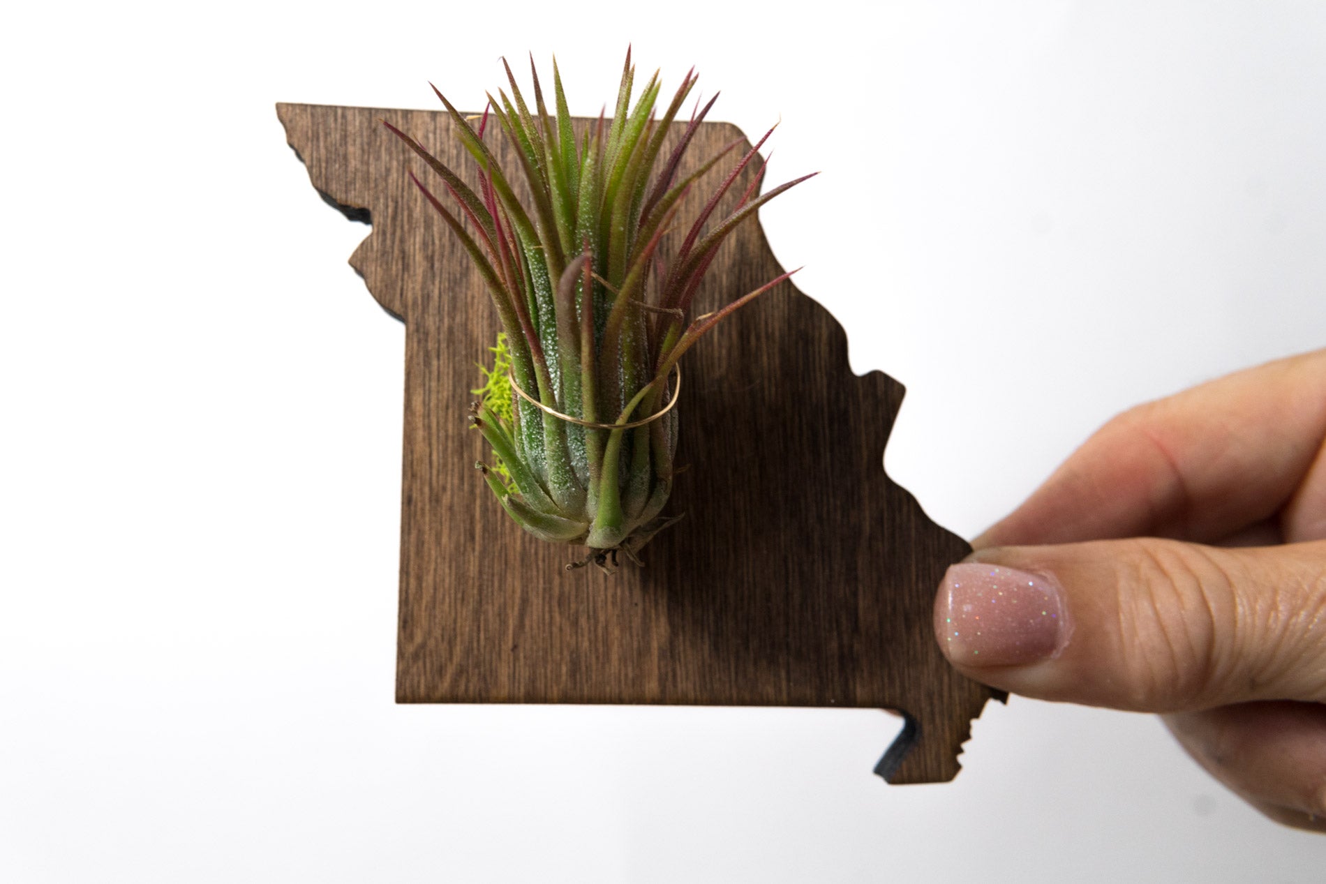 Missouri State Wooden Cut Out Magnet  + Air Plant www