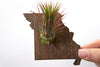 Missouri State Wooden Cut Out Magnet  + Air Plant www