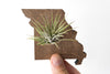 Missouri State Wooden Cut Out Magnet  + Air Plant www