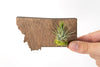 Montana State Wooden Cut Out Magnet  + Air Plant