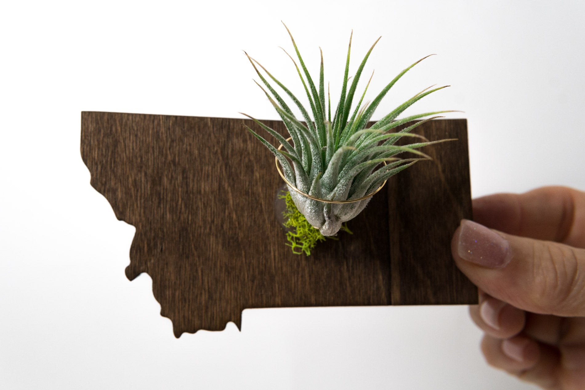 Montana State Wooden Cut Out Magnet  + Air Plant