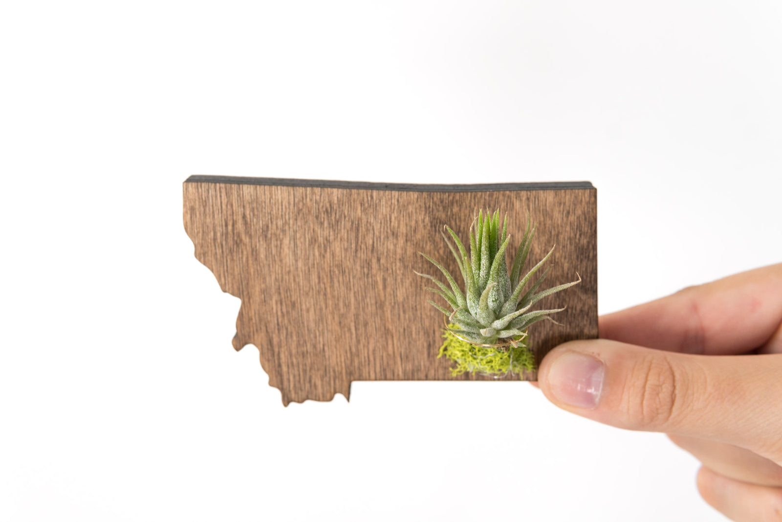 Montana State Wooden Cut Out Magnet  + Air Plant