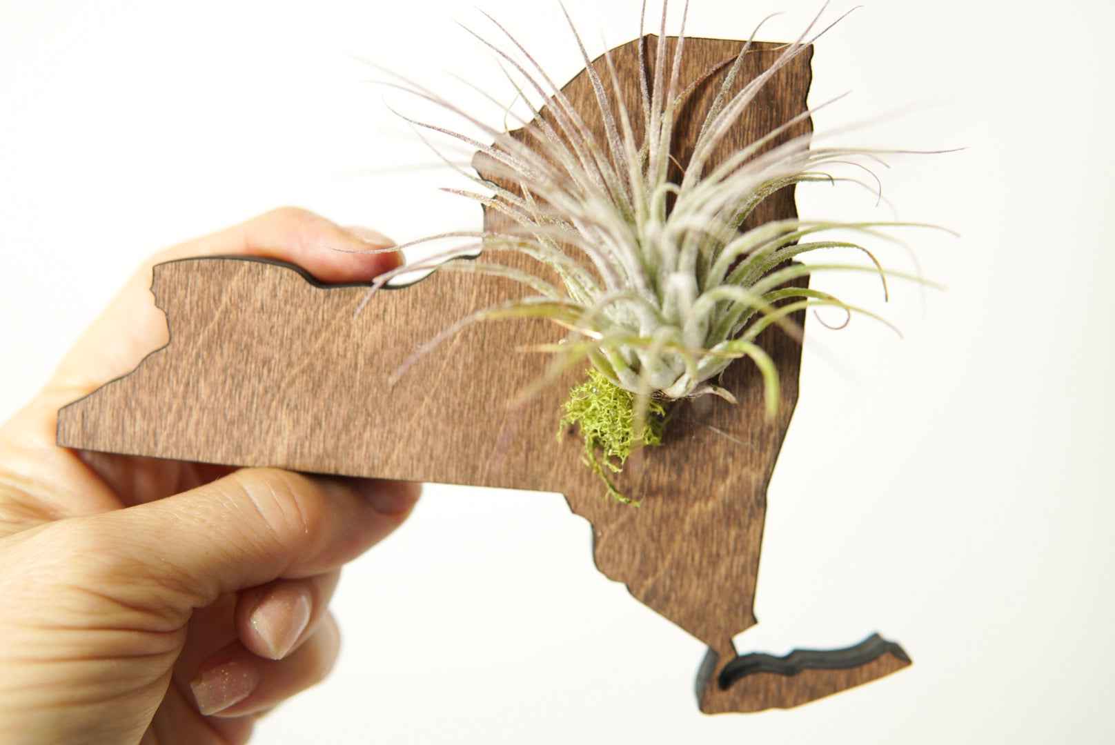 New York State Wooden Cut Out Magnet  + Air Plant