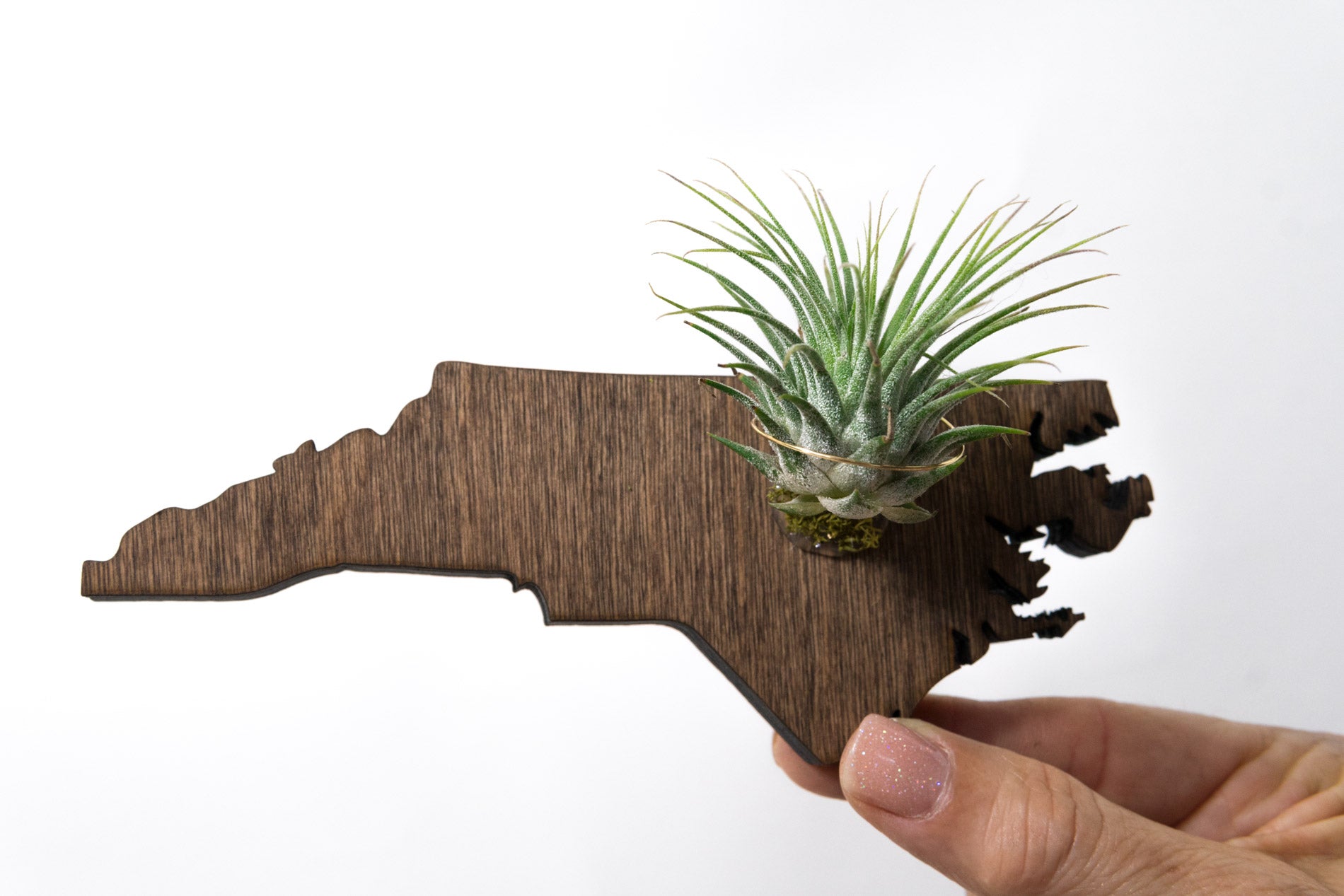North Carolina State Wooden Cut Out Magnet  + Air Plant