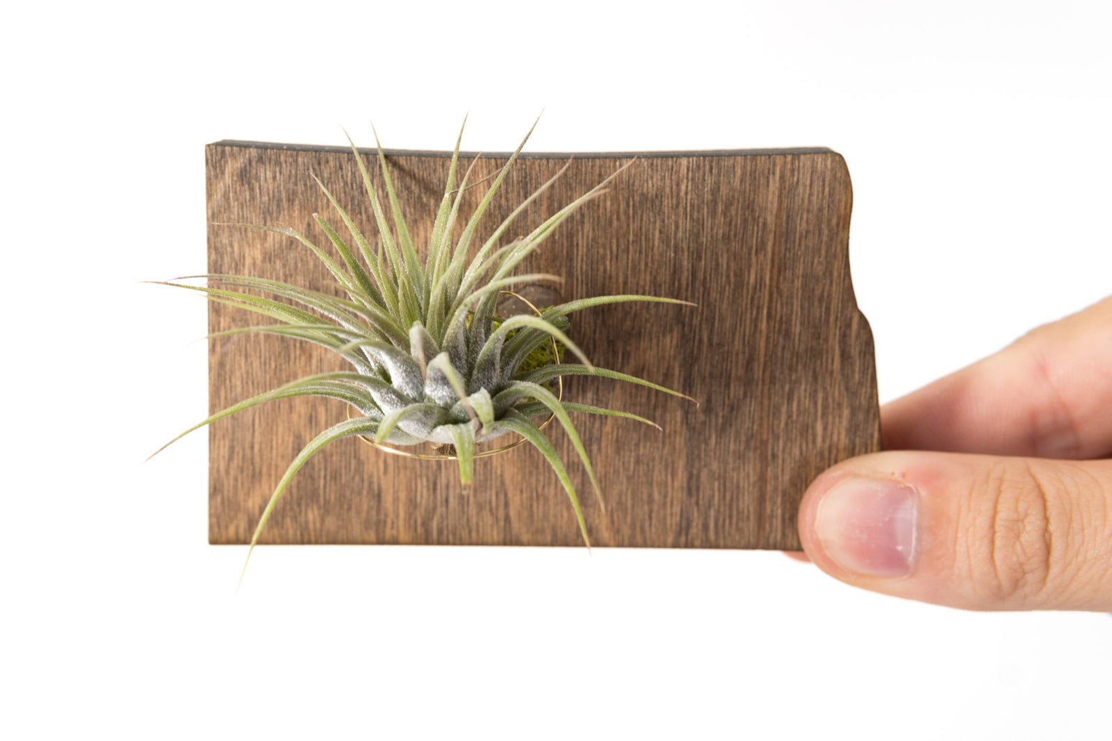 North Dakota State Wooden Cut Out Magnet  + Air Plant