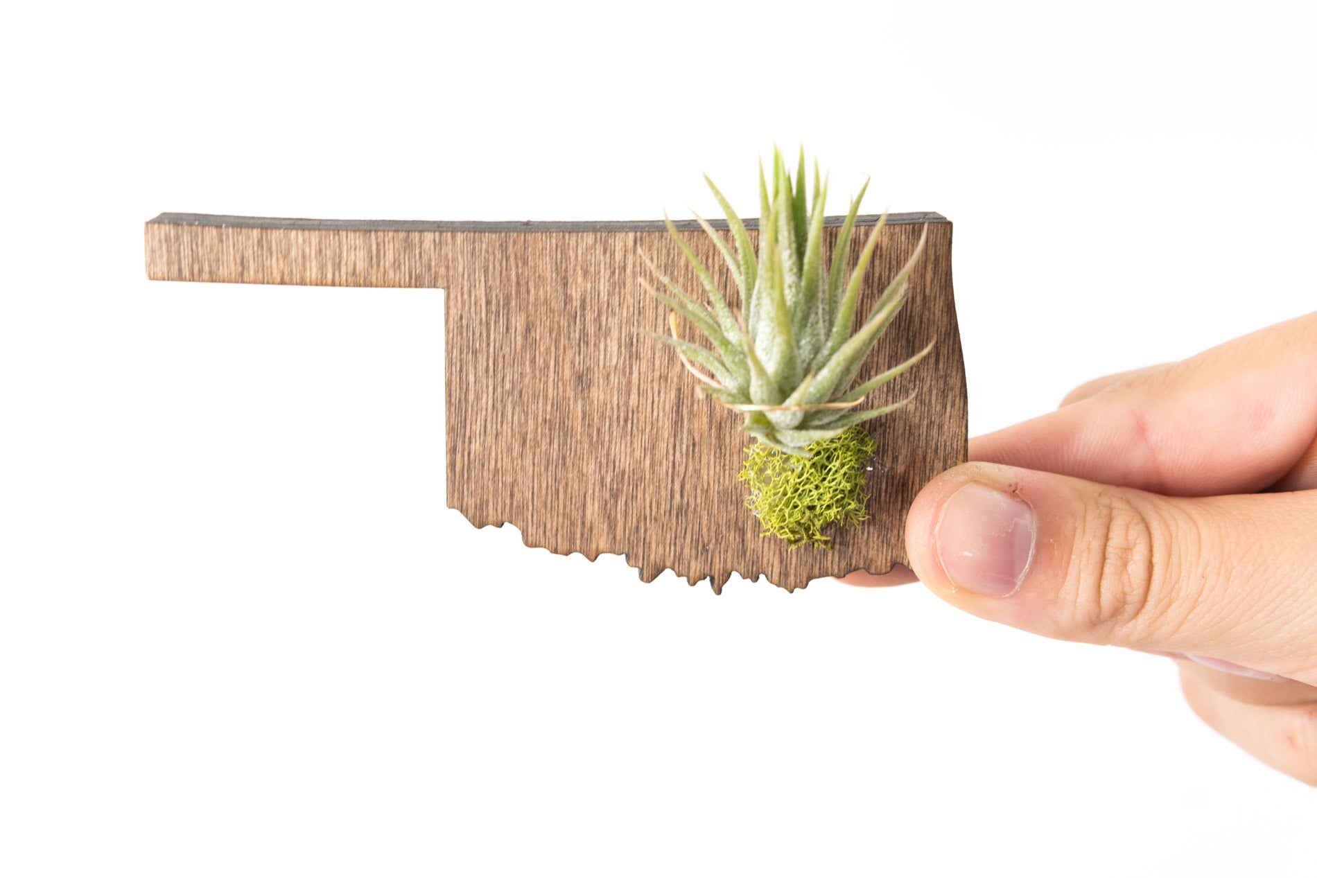 Oklahoma State Wooden Cut Out Magnet  + Air Plant