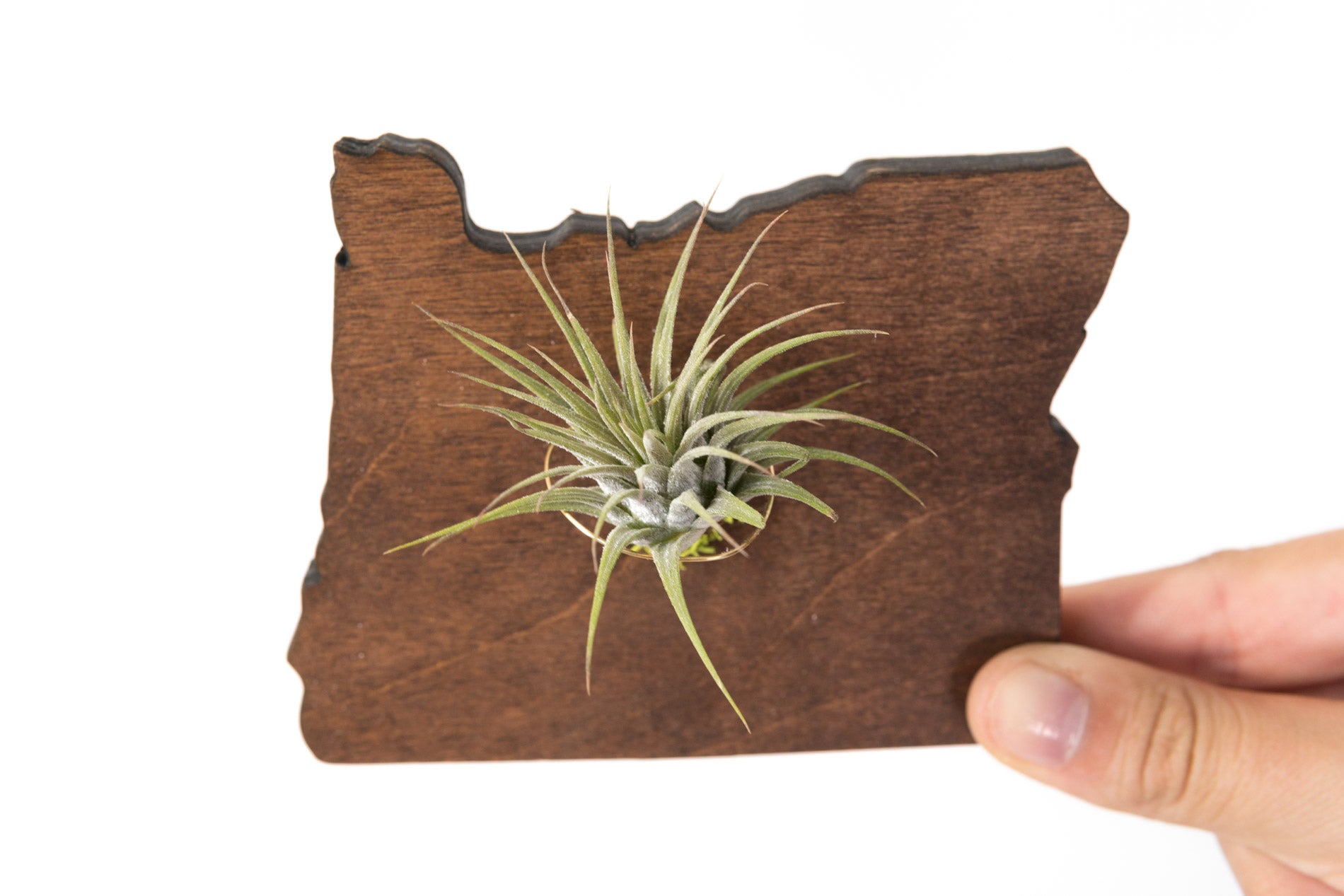 Oregon State Wooden Cut Out Magnet  + Air Plant