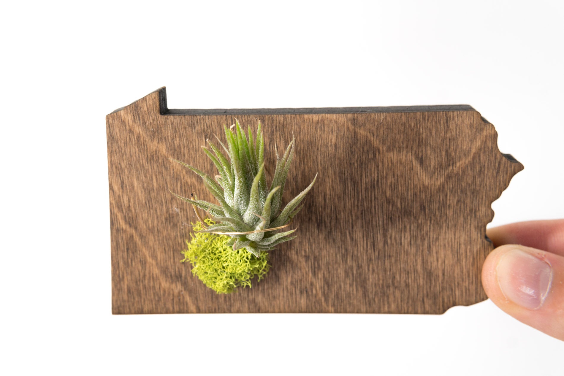 Pennsylvania State Wooden Cut Out Magnet  + Air Plant