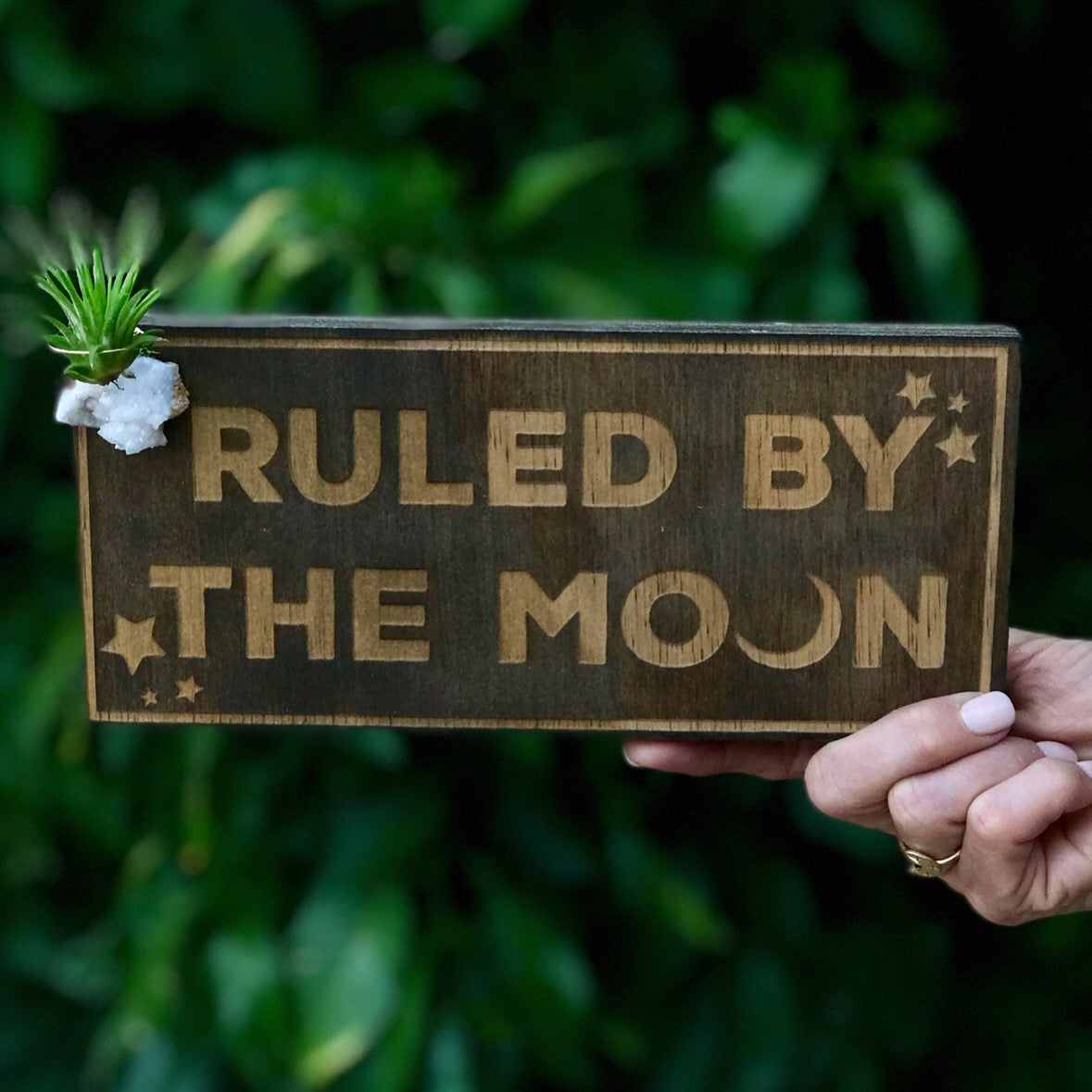 Wood Plaques + Air Plants