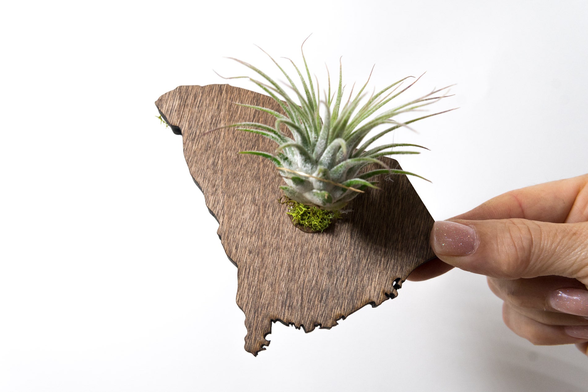 South Carolina State Wooden Cut Out Magnet  + Air Plant