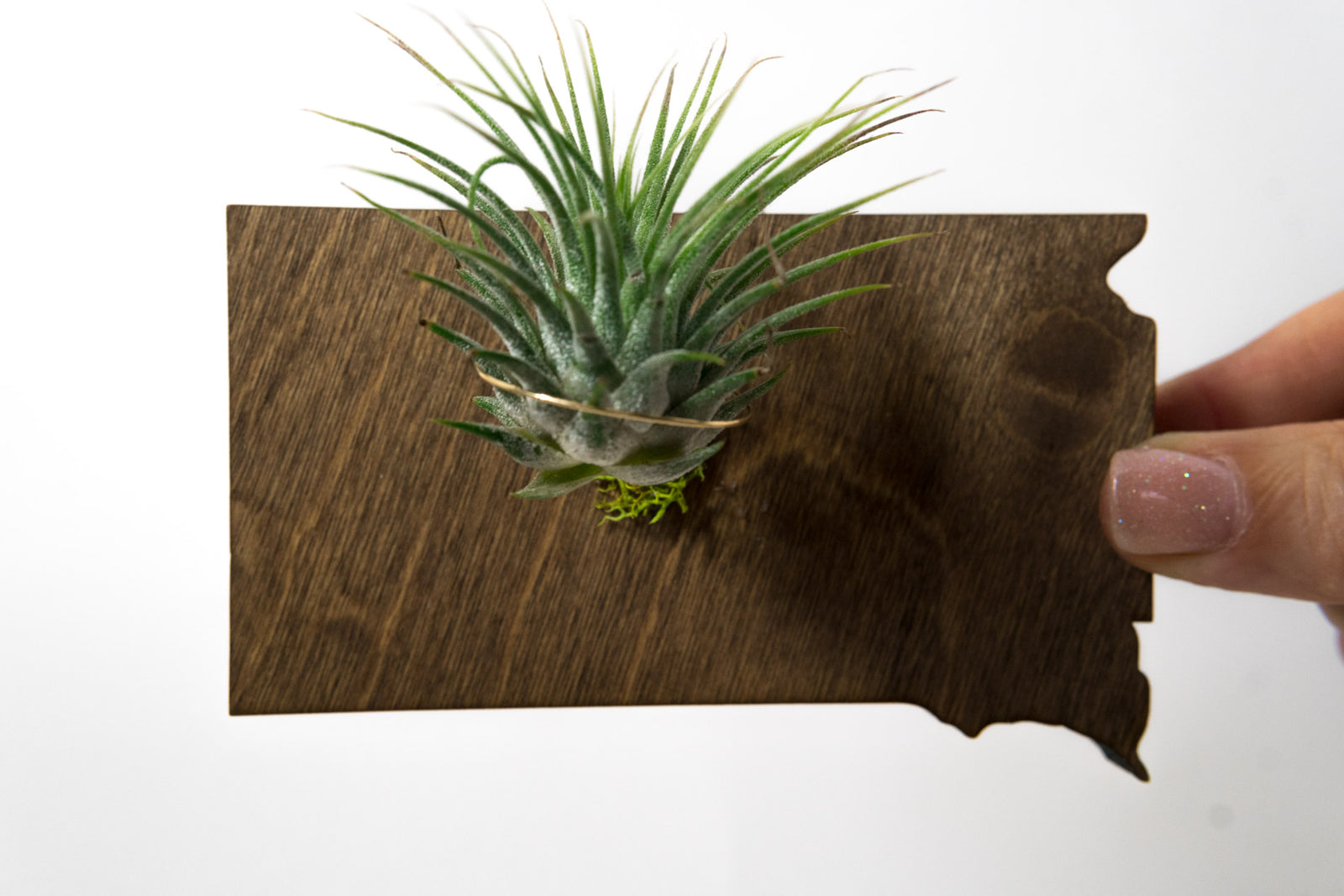 South Dakota State Wooden Cut Out Magnet  + Air Plant