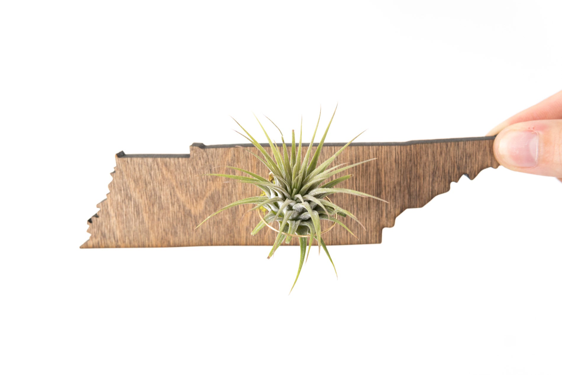 Tennessee State Wooden Cut Out Magnet  + Air Plant