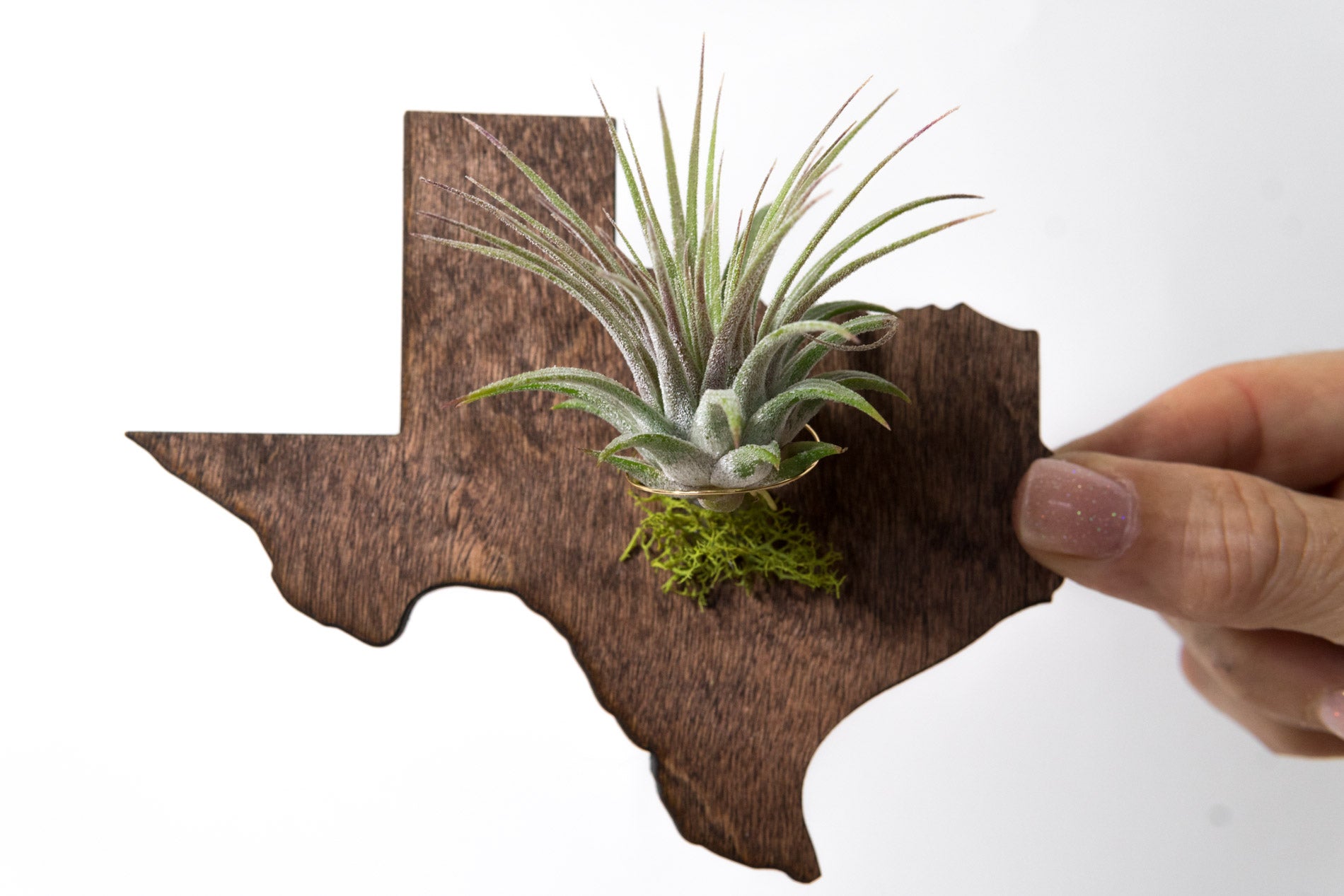Texas State Wooden Cut Out Magnet  + Air Plant