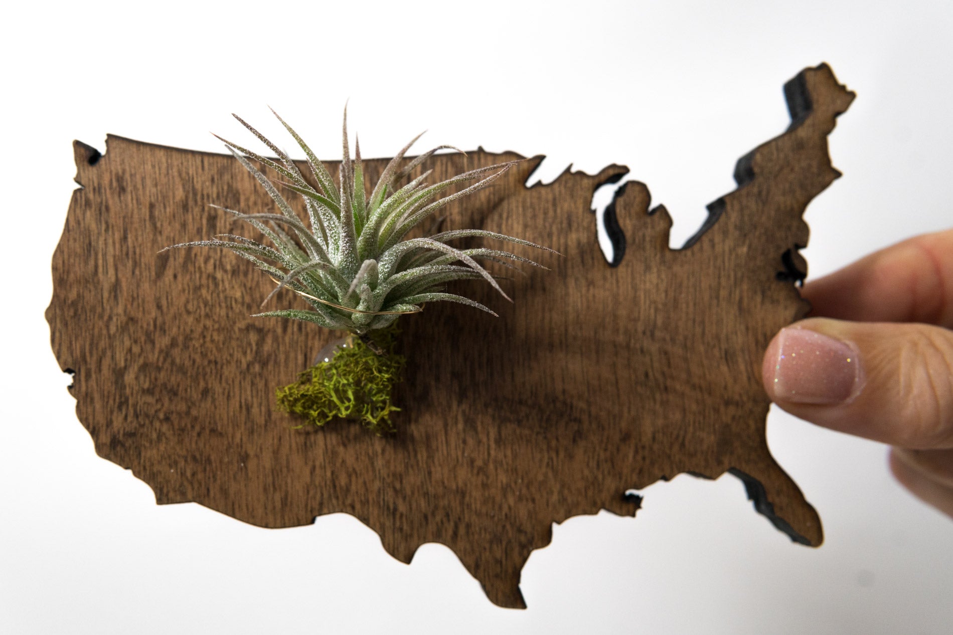 United States Wooden Cut Out Magnet  + Air Plant