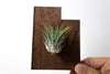 Utah State Wooden Cut Out Magnet  + Air Plant