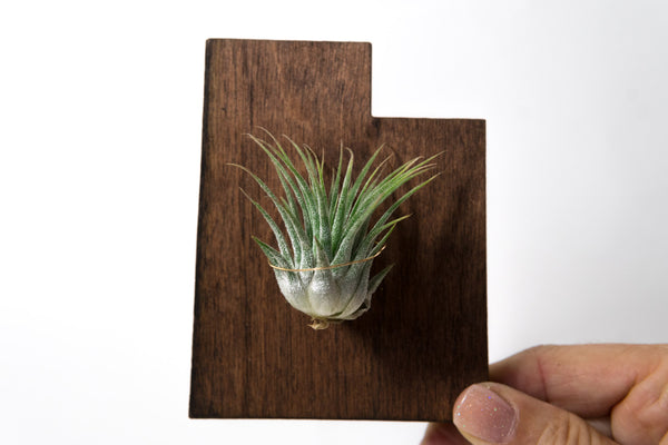 air plants utah Utah State Wooden Cut Out Magnet + Air Plant