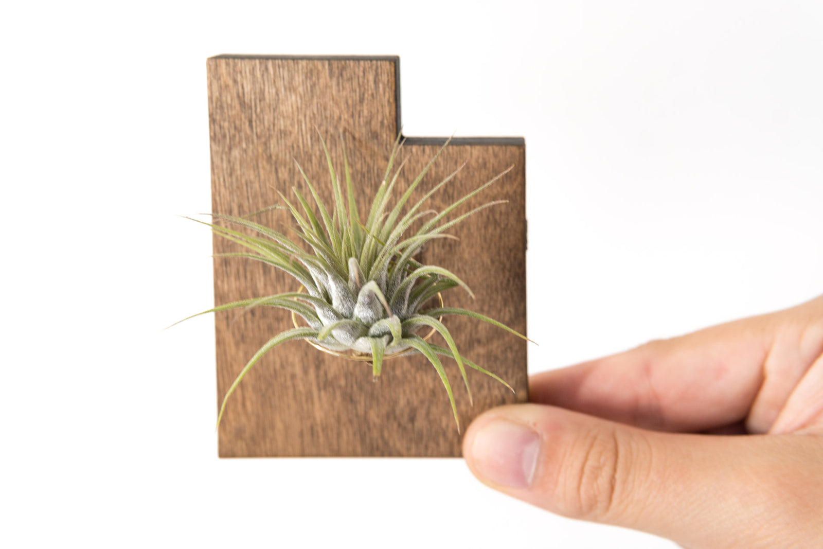 Utah State Wooden Cut Out Magnet  + Air Plant