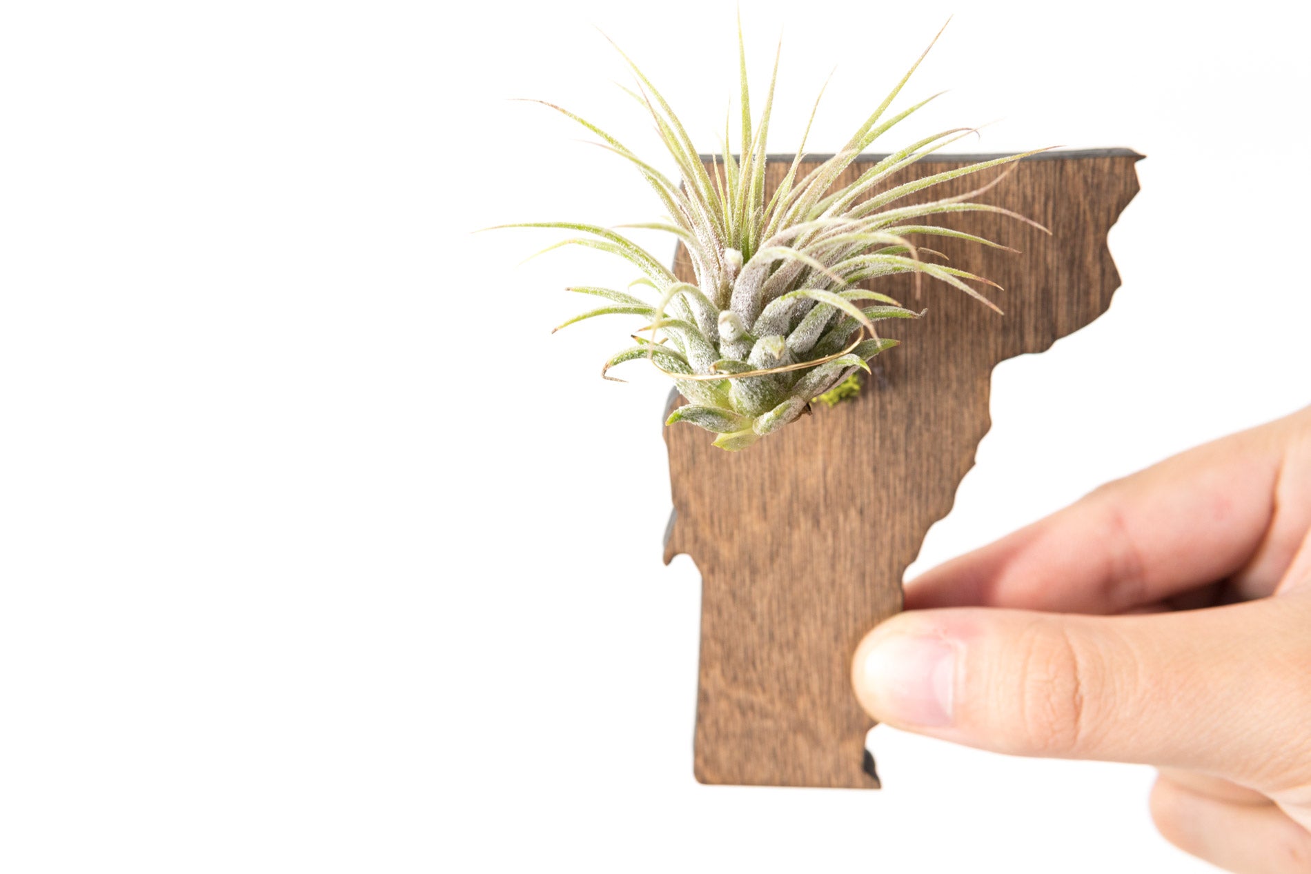 Vermont State Wooden Cut Out Magnet  + Air Plant