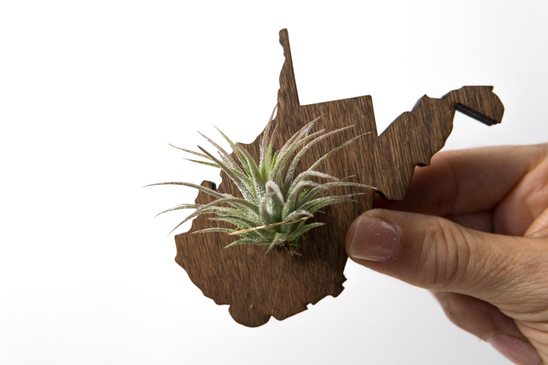 West Virginia Wooden Cut Out Magnet  + Air Plant