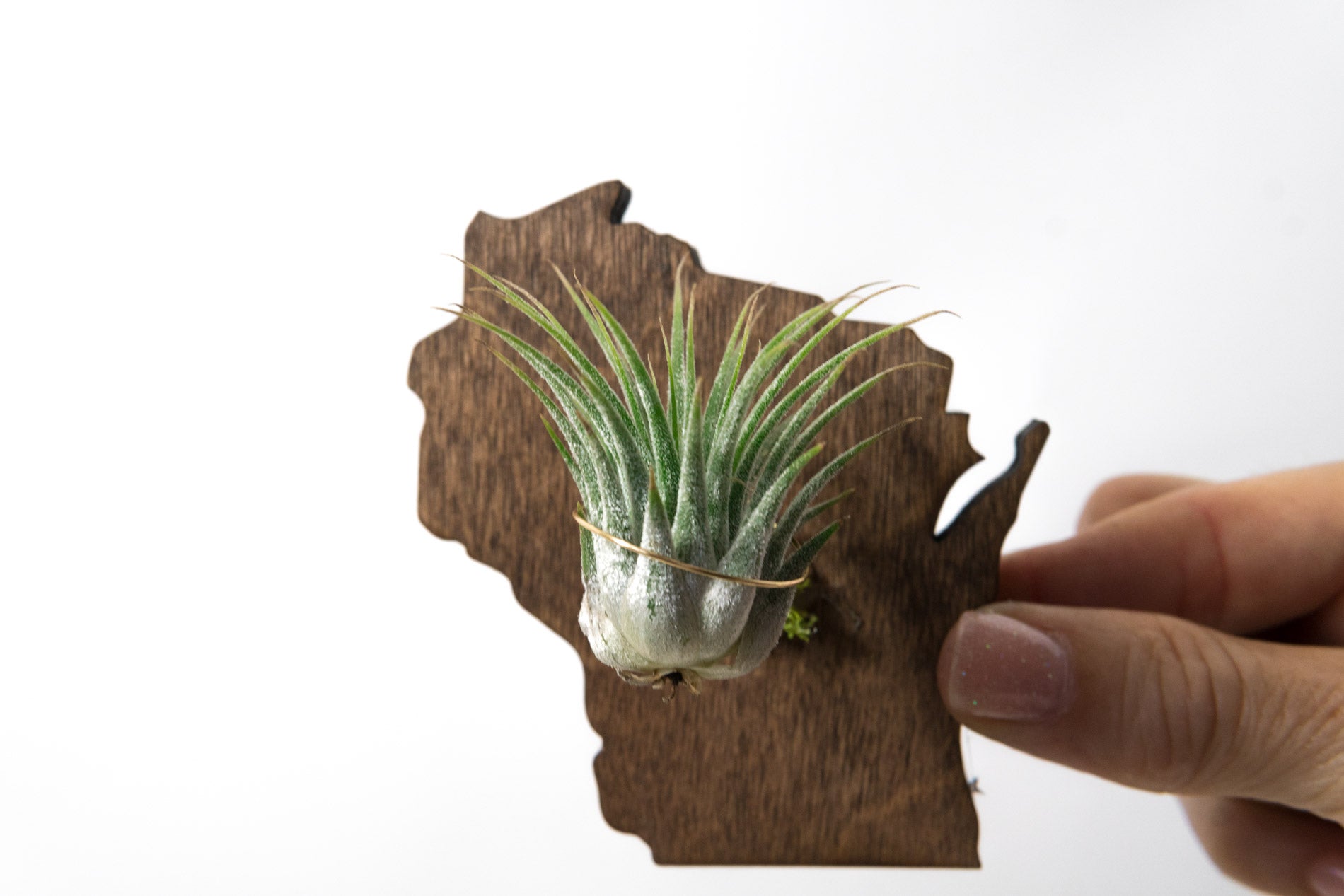 Wisconsin Wooden Cut Out Magnet  + Air Plant