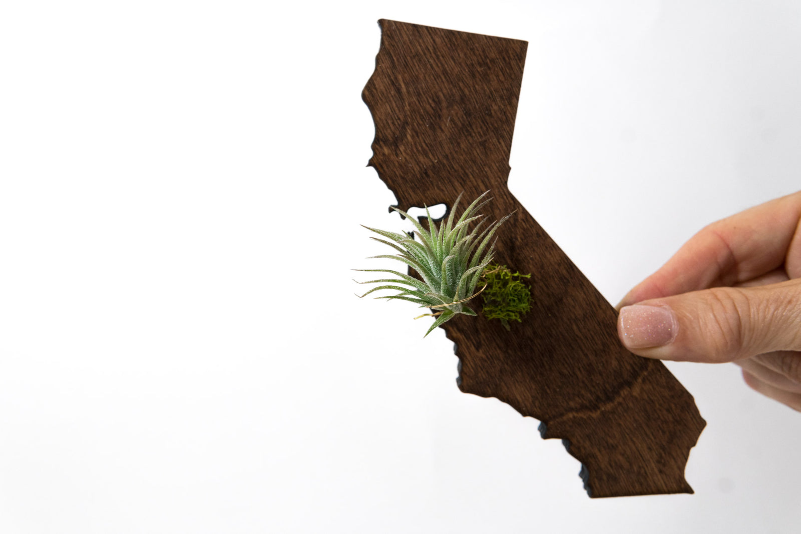 California State Wooden Cut Out Magnet  + Air Plant
